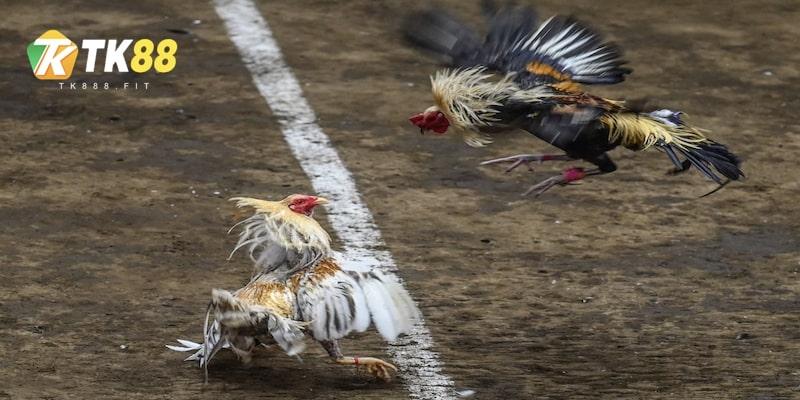 4-luu-y-theo-doi-cac-loai-hinh-da-ga