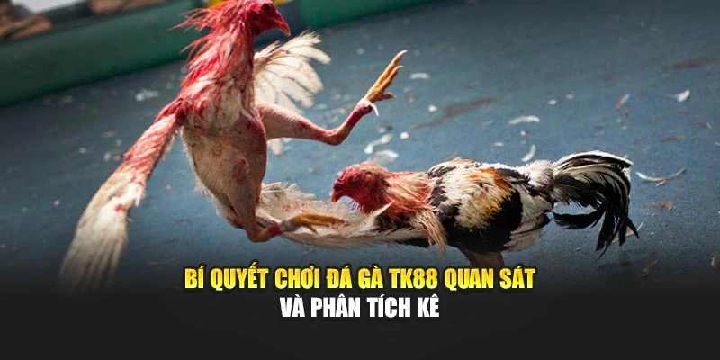 bi-quyet-choi-da-ga-tk88-quan-sat-va-phan-tich-ke
