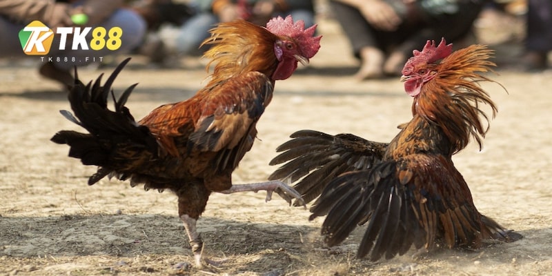 da-ga-my-cac-loai-hinh-da-ga